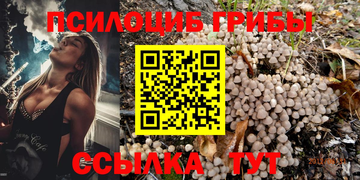 Псилоцибиновые грибы мицелий Кимовск